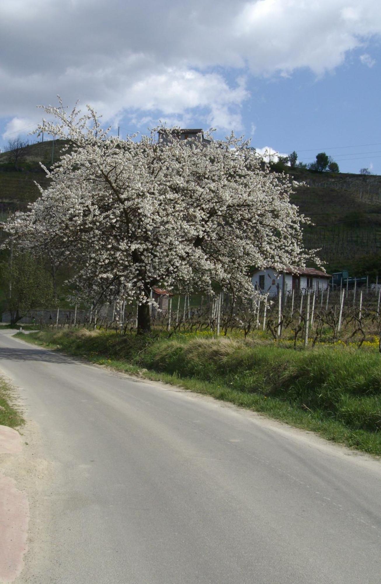 La Martinella Vila Canelli Exterior foto